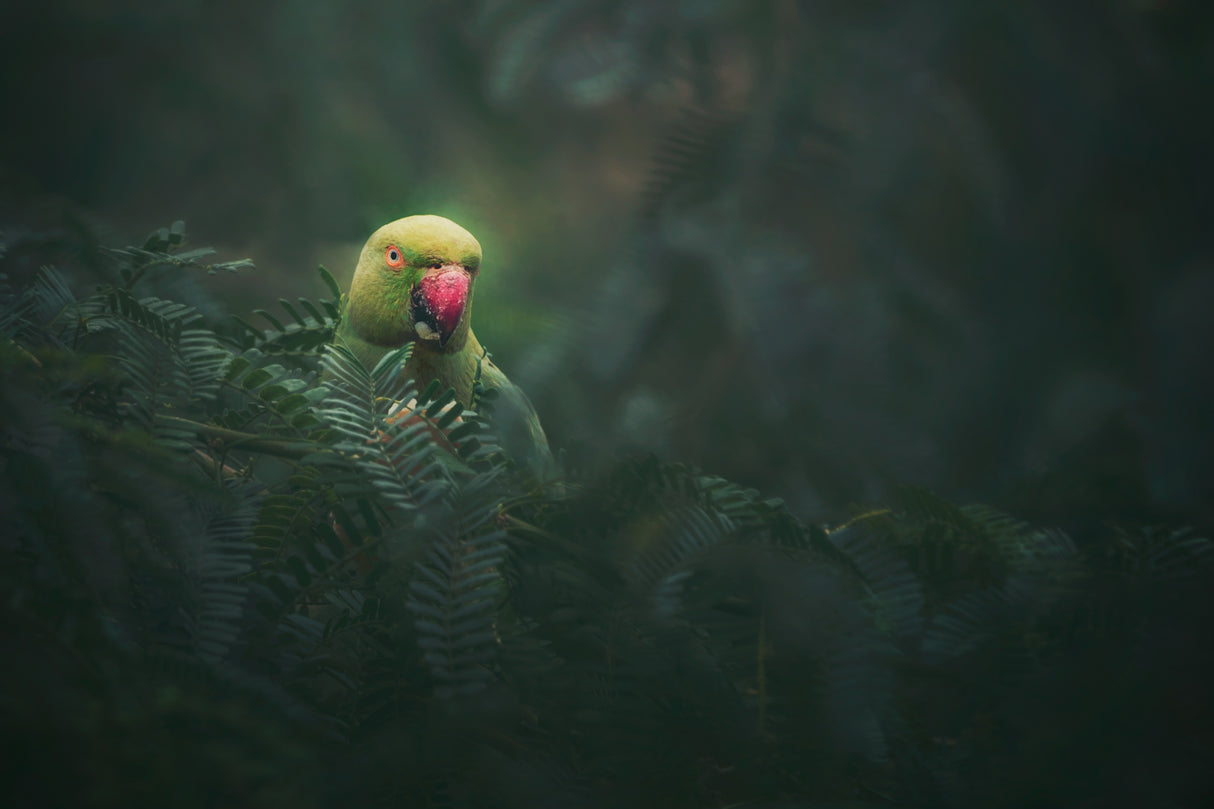 Rose-Ringed Parakeet Poster och Canvastavla