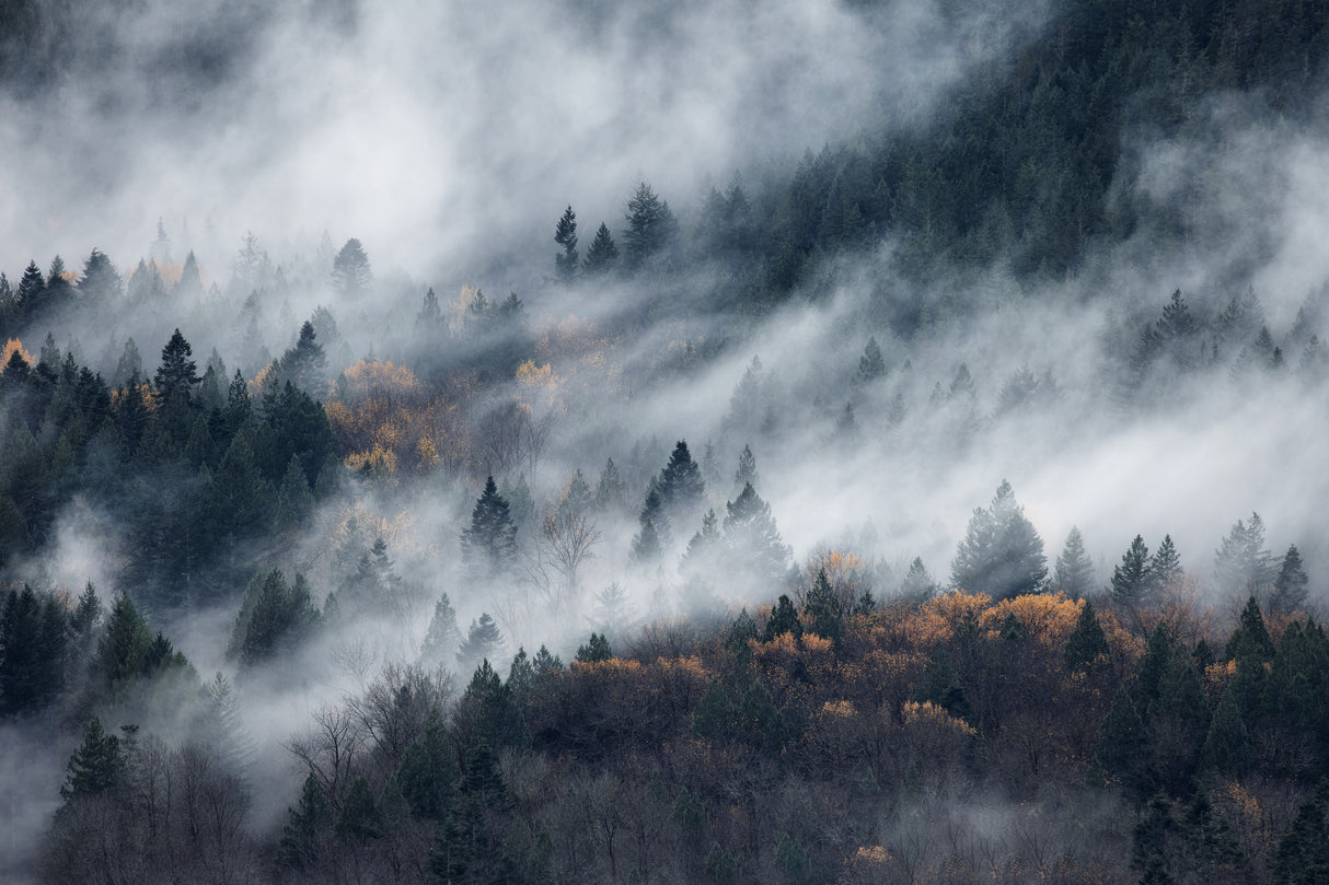 A path of the fog Poster och Canvastavla