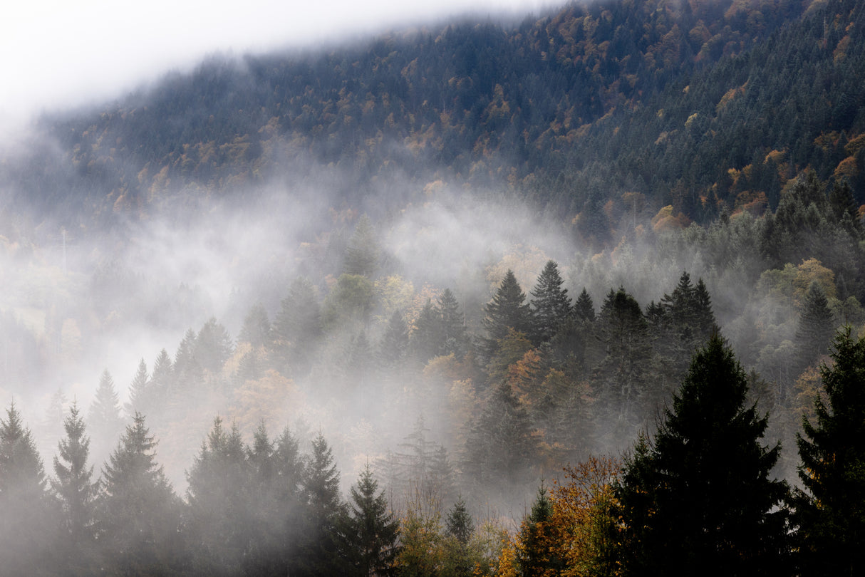 Foggy Woods 9 Poster och Canvastavla