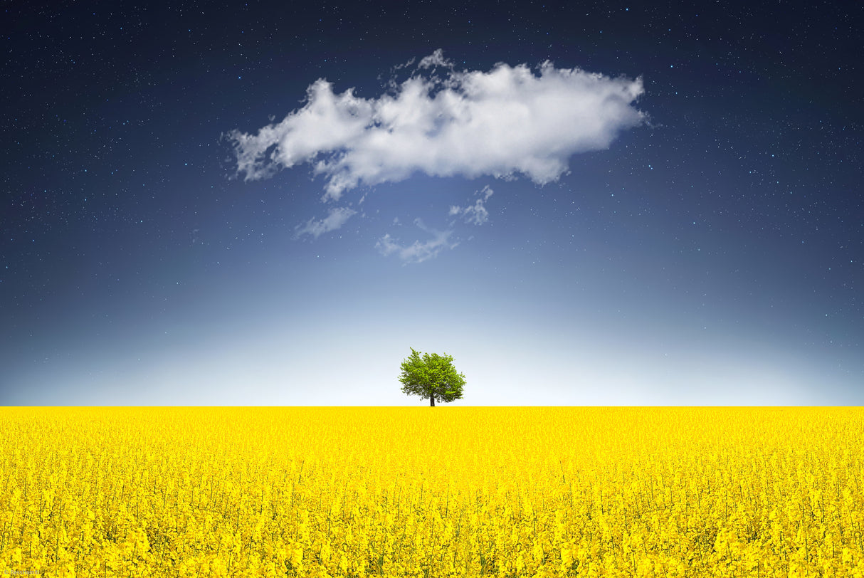 Surreal Canola Field Poster och Canvastavla