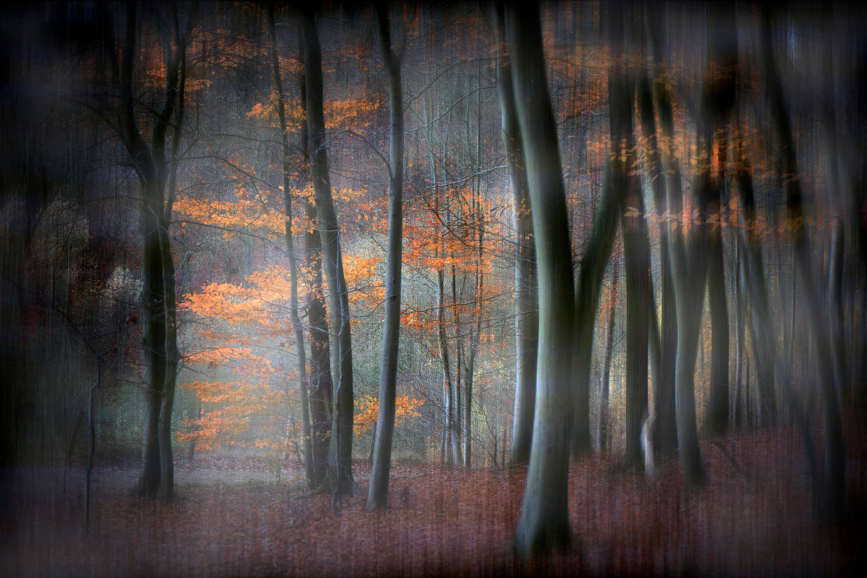 Enchanted forest Poster och Canvastavla