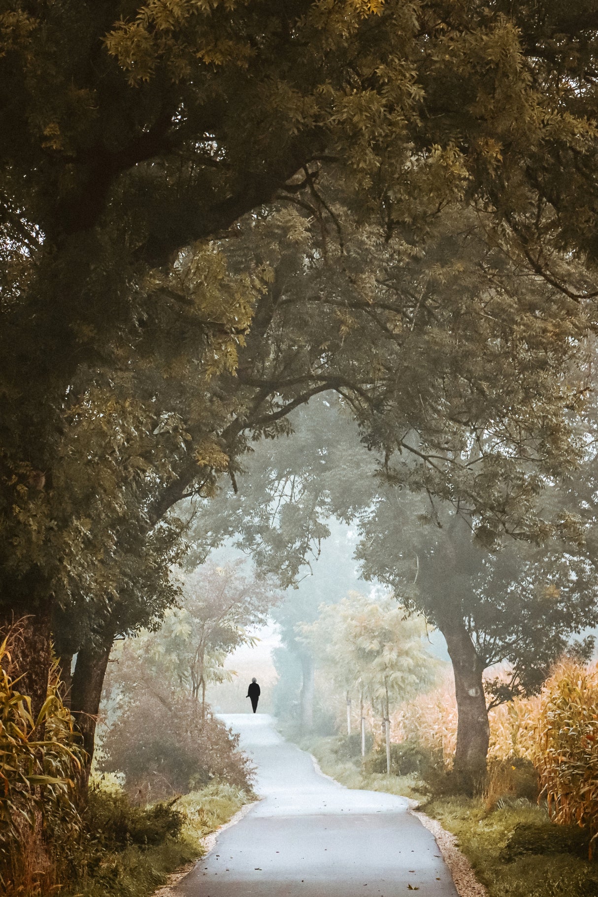 forest walk Poster och Canvastavla