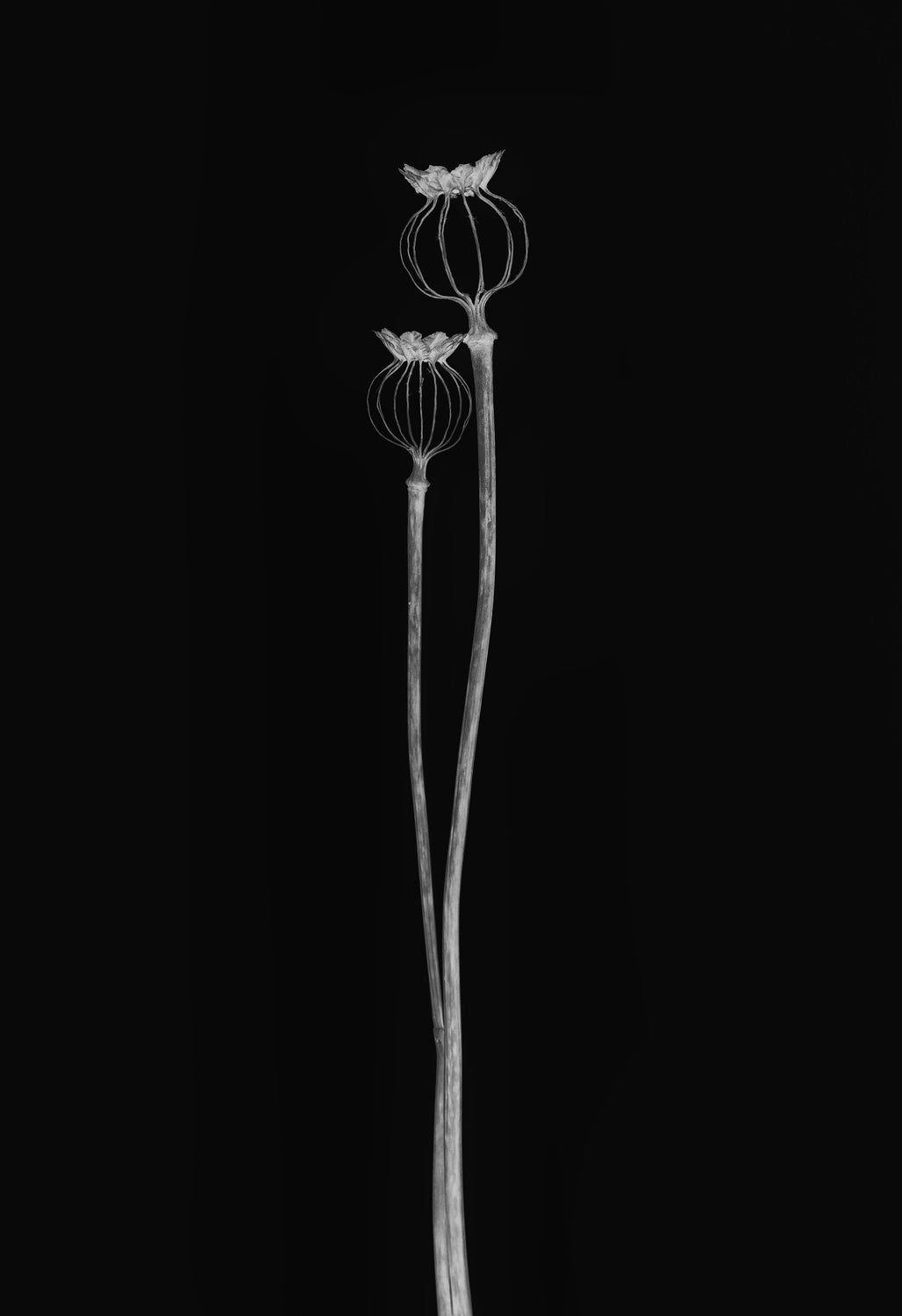 Poppy pods Poster och Canvastavla