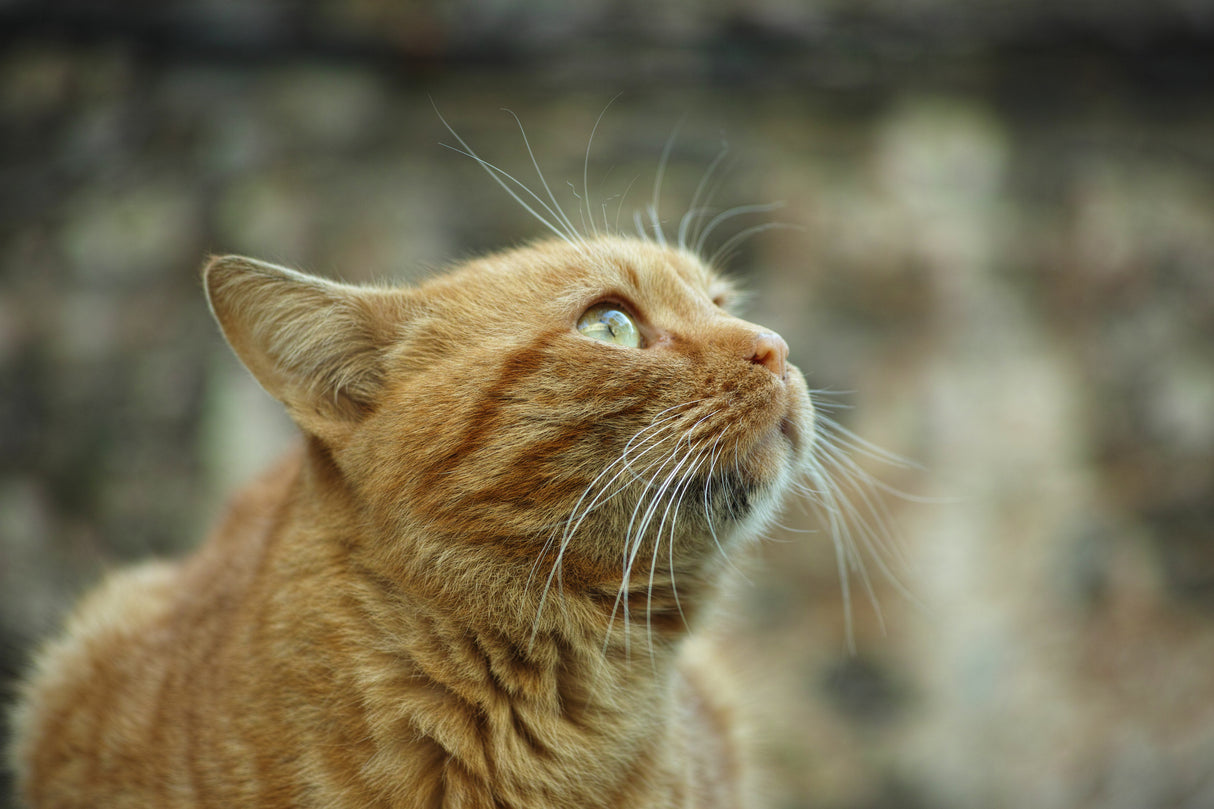 ginger cat Poster och Canvastavla
