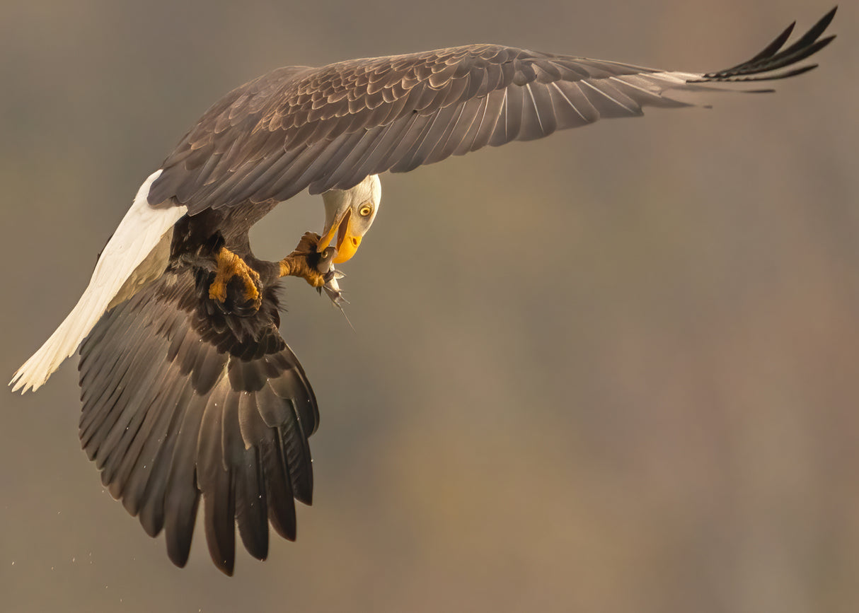 Can't Wait to Eat at Home Poster och Canvastavla
