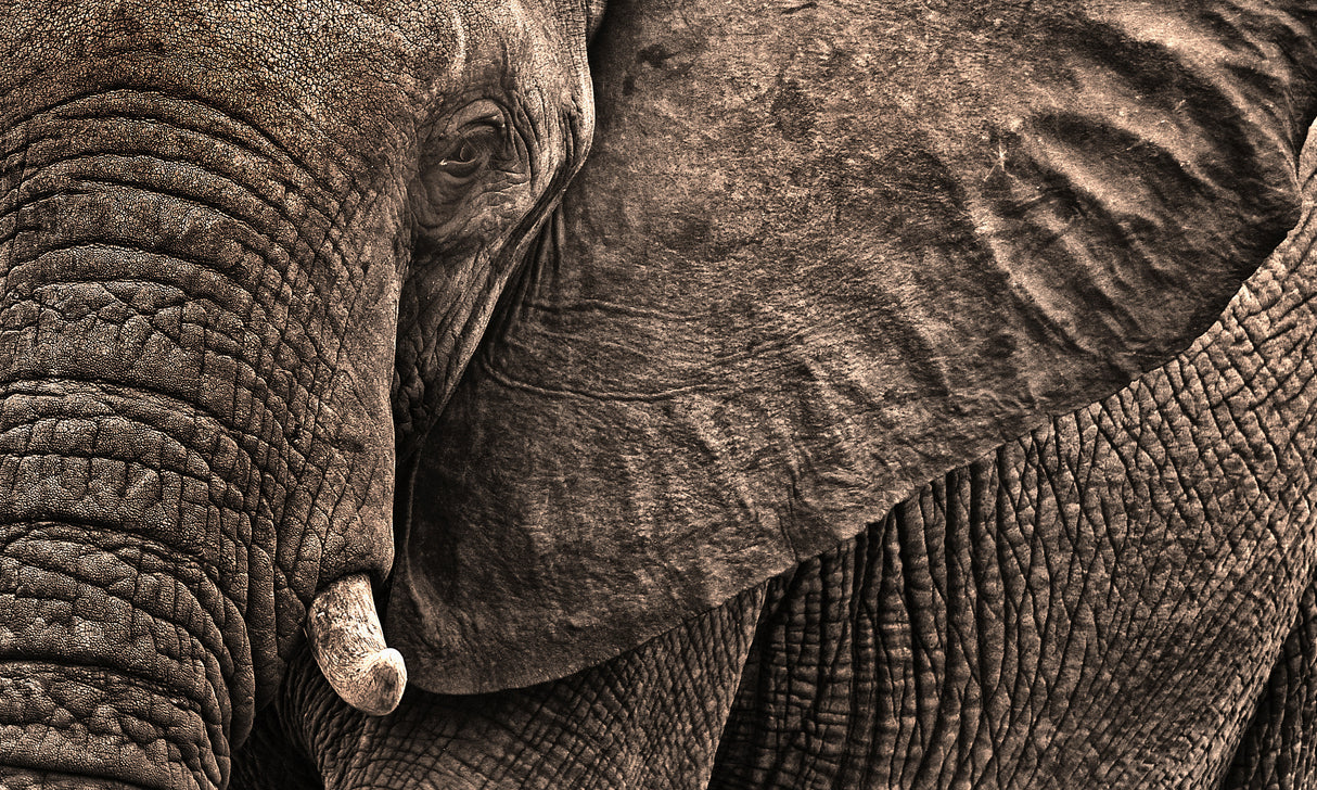 Wrinkles Poster och Canvastavla