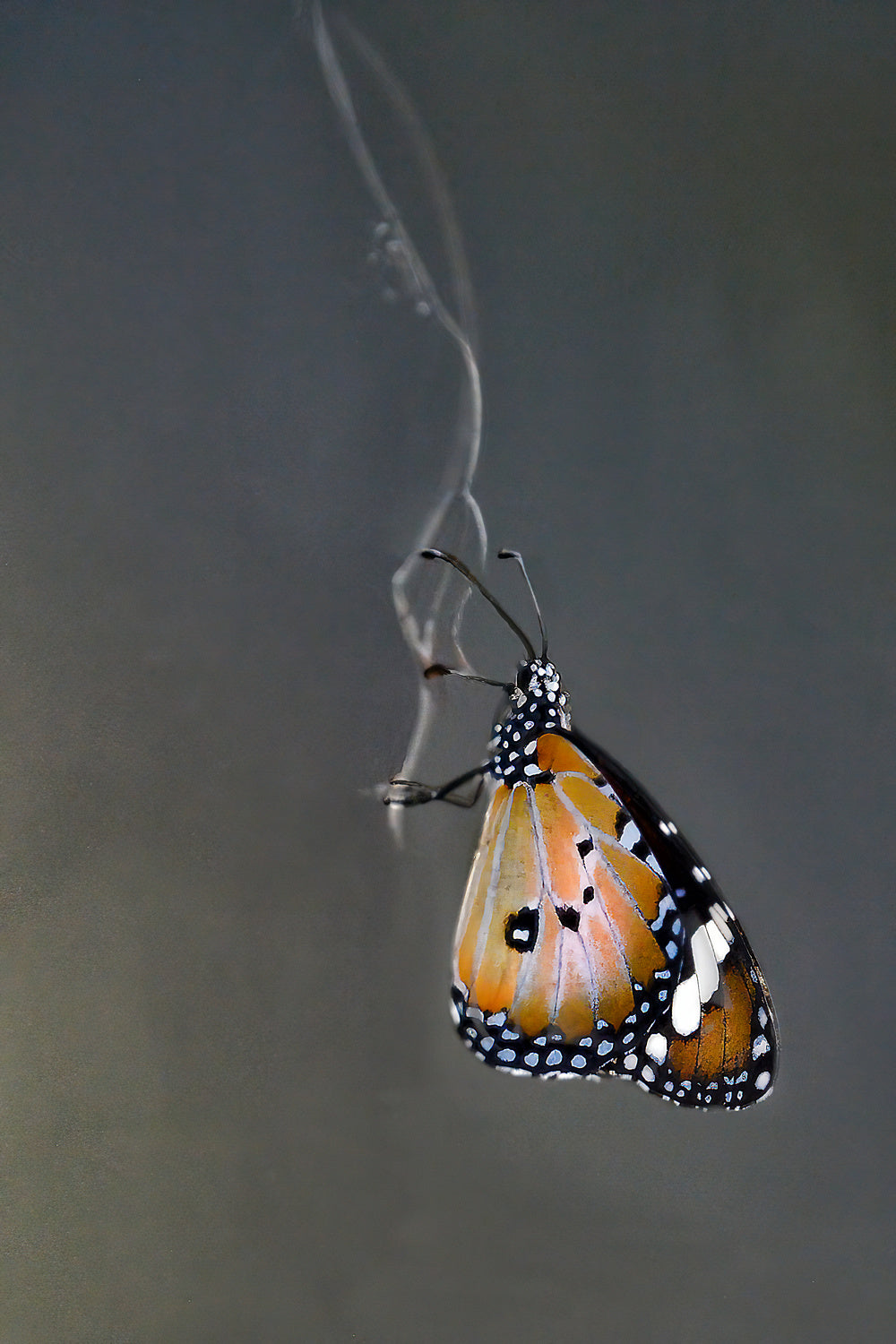 Butterfly on Gossamer Poster och Canvastavla