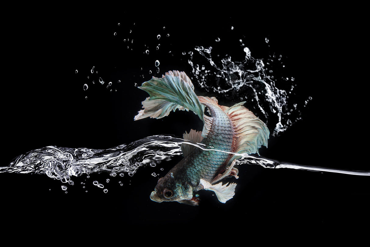 Splash Poster och Canvastavla