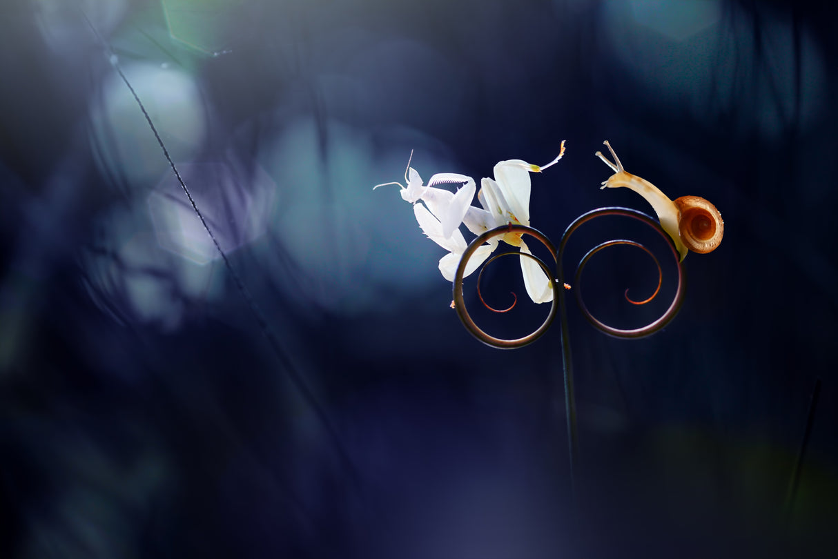 Orchid Mantis with Snail Poster och Canvastavla