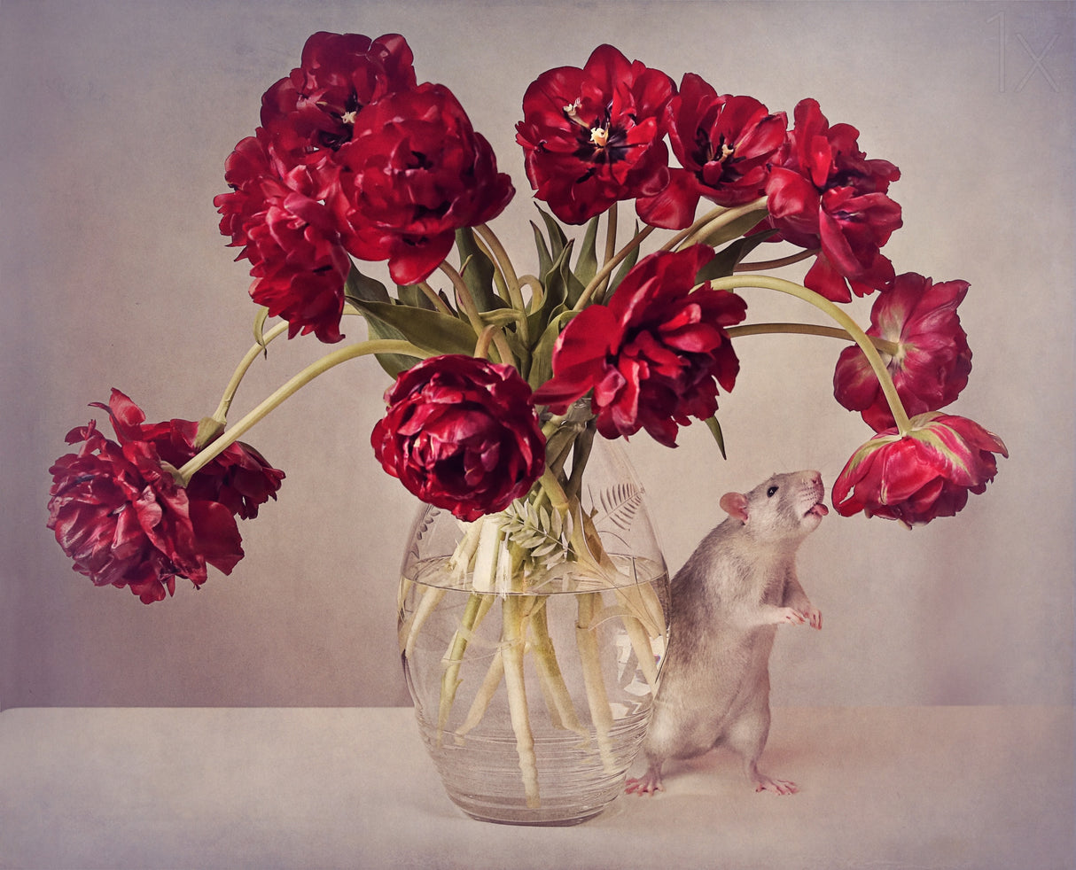Still life with tulips :) (Expensive vase.....uploaded for the weekly theme "Expensive" Poster och Canvastavla