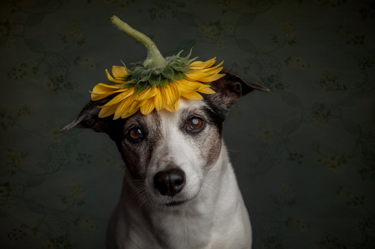 Does she realize she looks like a sunflower.... Poster och Canvastavla