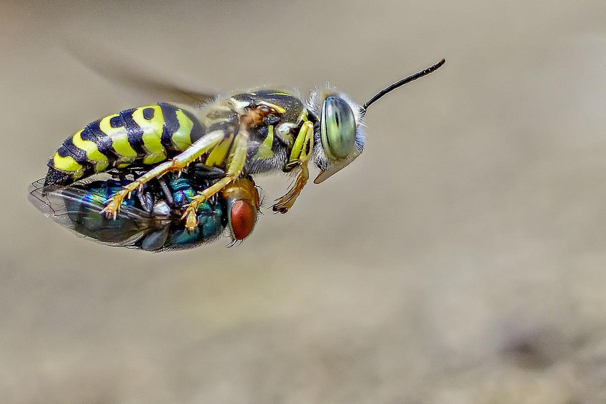 Sand wasps with prey Poster och Canvastavla