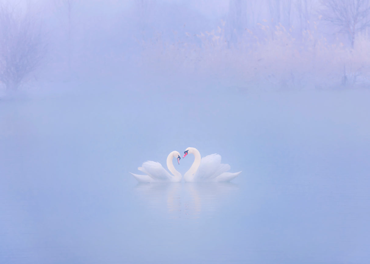 Falling in Love in the morning fog Poster och Canvastavla