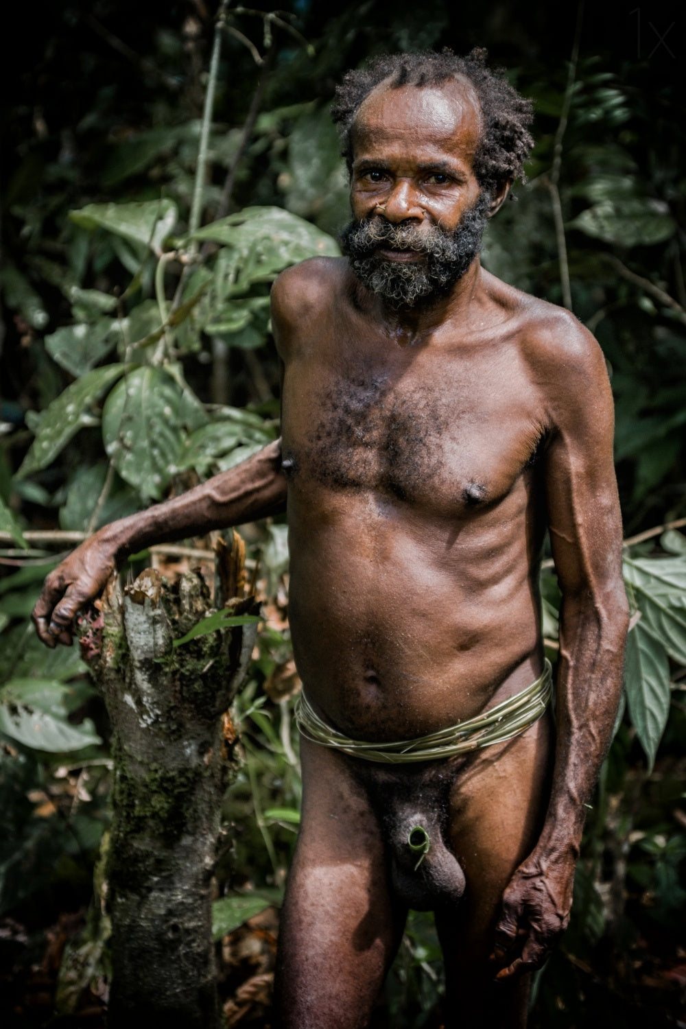 korowai: life of the tree people #3 Poster och Canvastavla