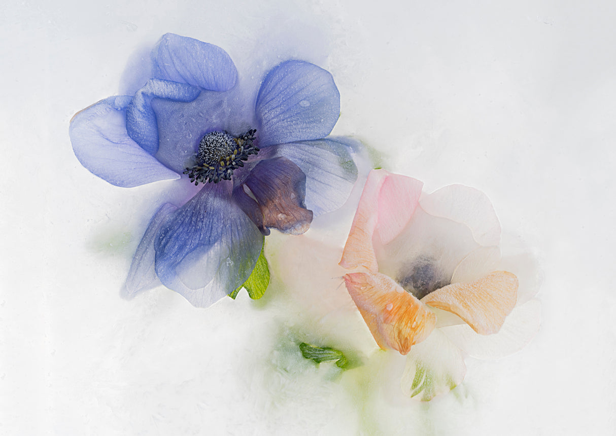 Blue and orange Anemone Poster och Canvastavla