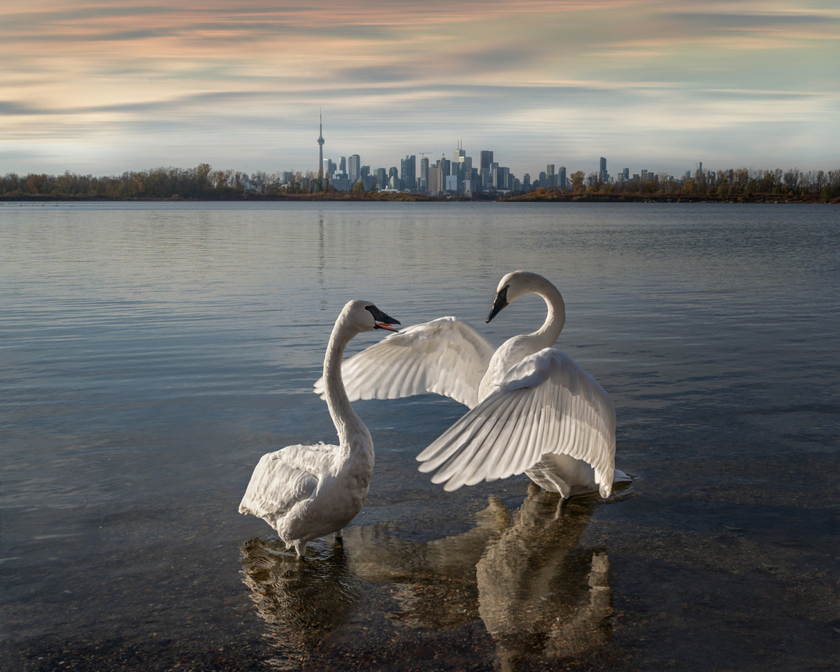 My swan lake Poster och Canvastavla