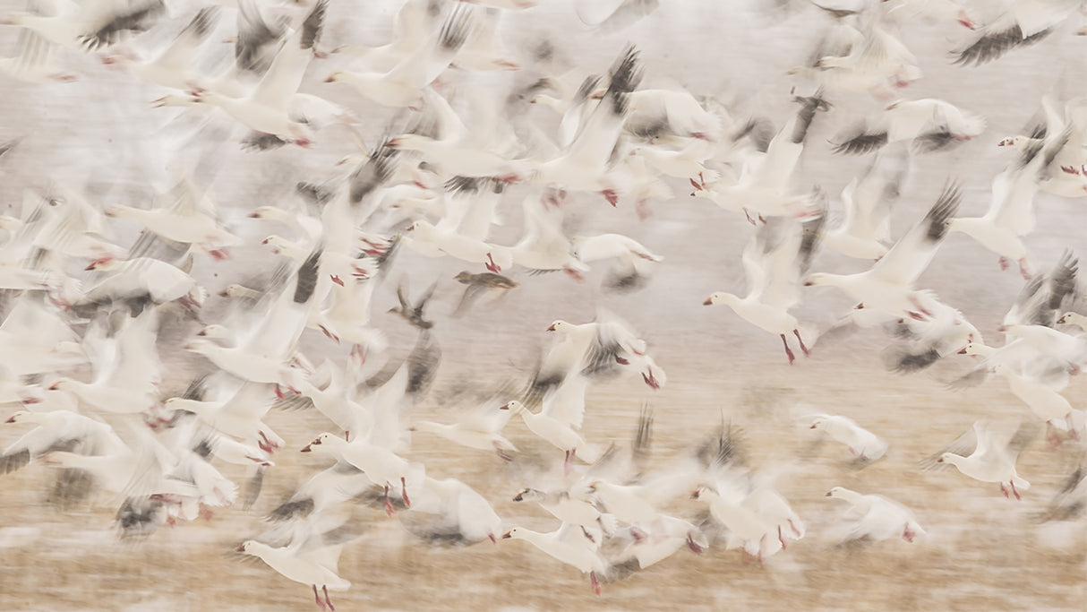 Birds Poster och Canvastavla