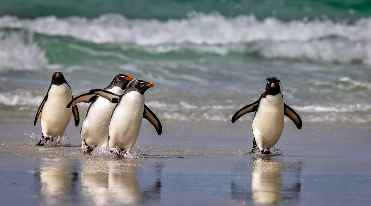 Rockhopper Pinguins just back from the Sea Poster och Canvastavla