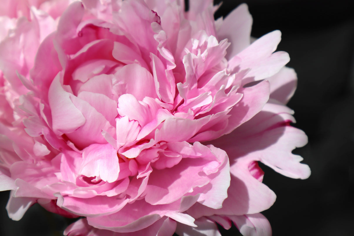 Pink peony VI Poster och Canvastavla
