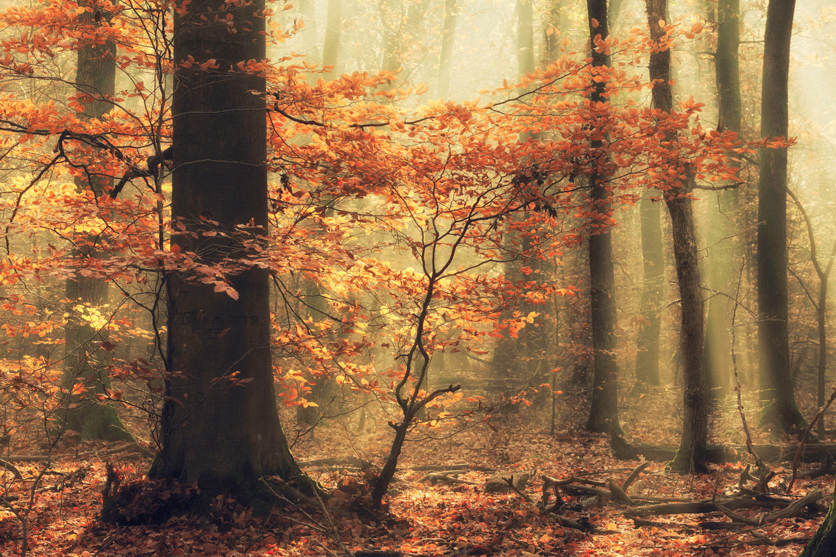 Soft fall Poster och Canvastavla