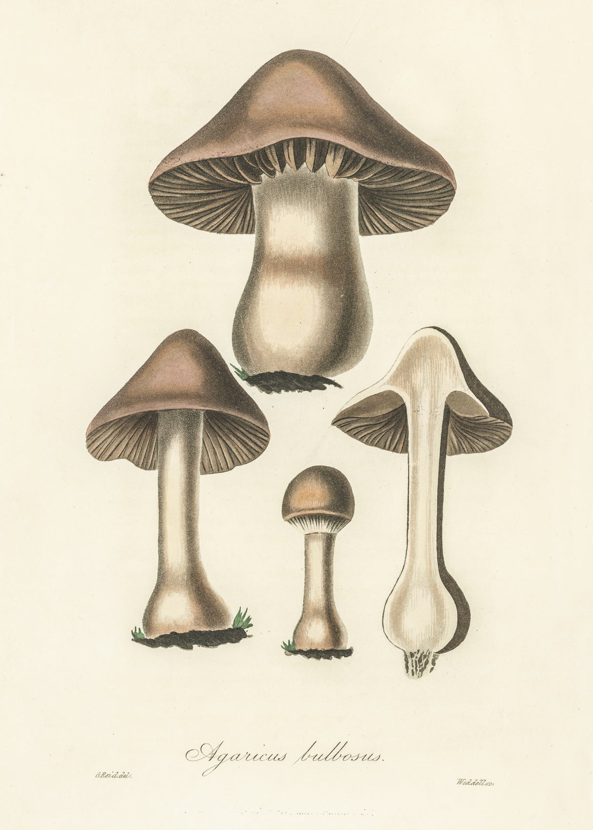 Agaricus Bulbosus Illustration. Medical Botany 1836 Poster och Canvastavla