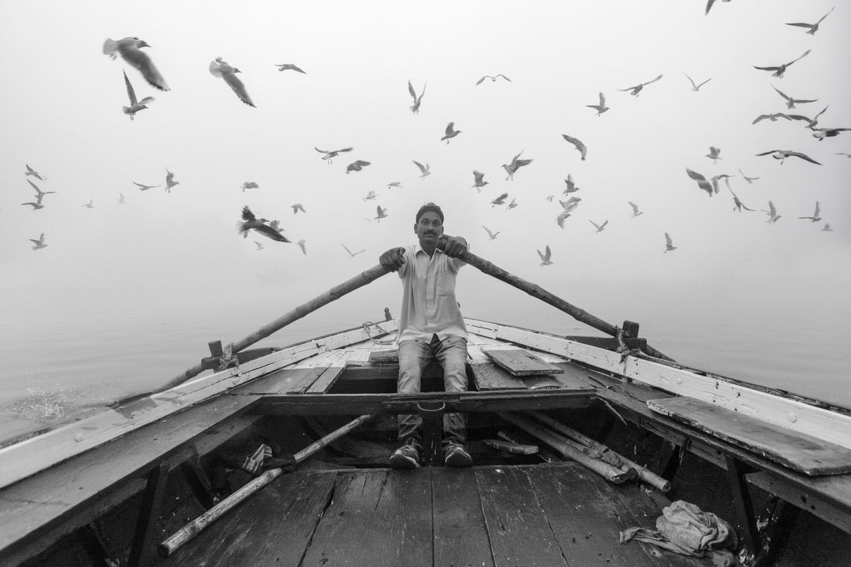 Birds of the Sacred Ganges River Poster och Canvastavla