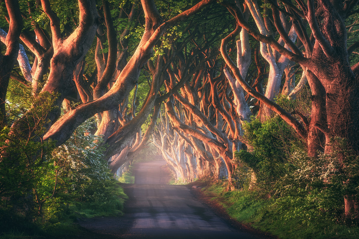 An Irish Fairytale Poster och Canvastavla