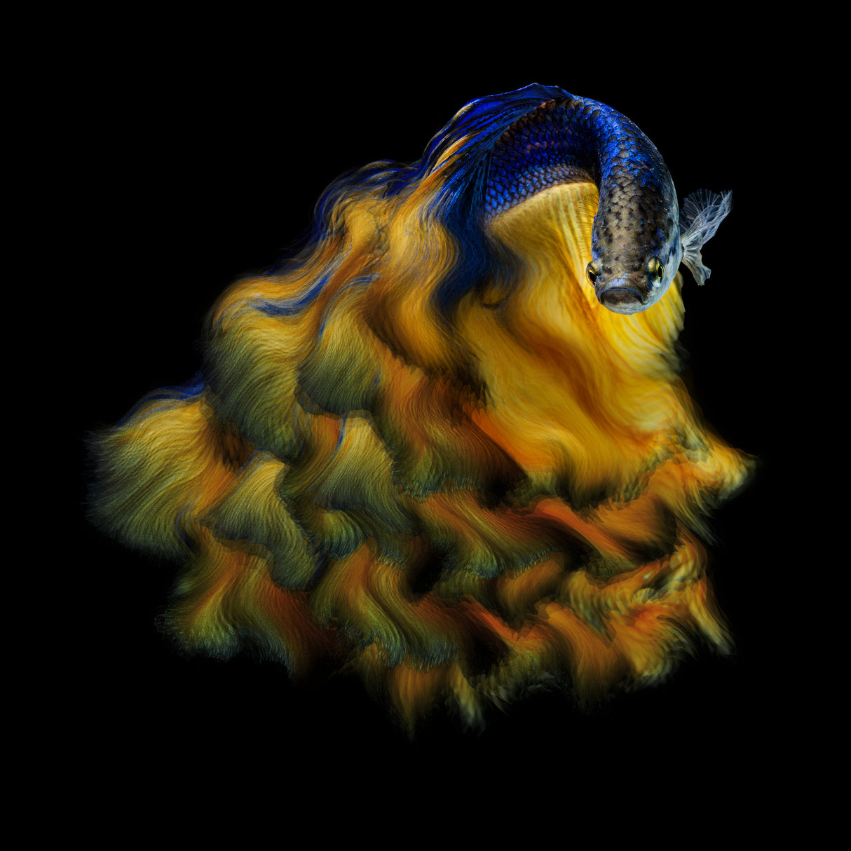 Yellow Dress Poster och Canvastavla