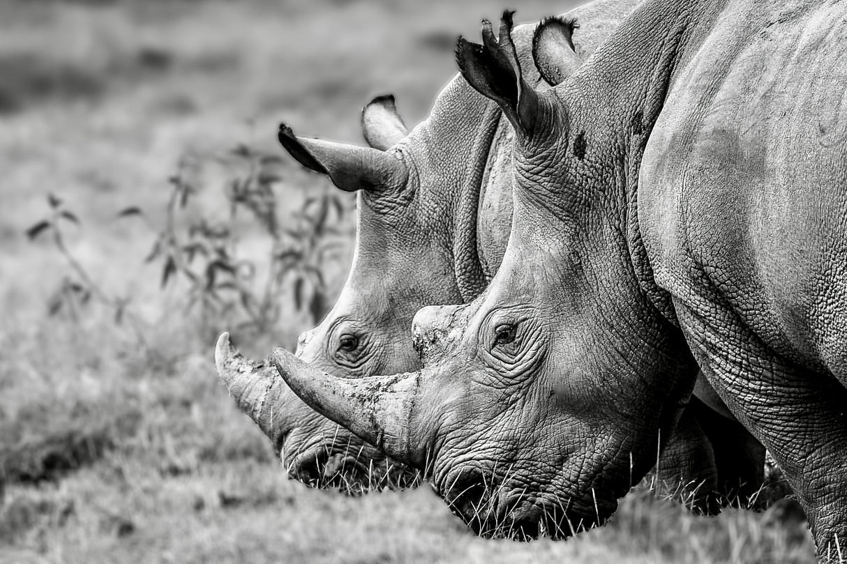 Kenya Memories Poster och Canvastavla