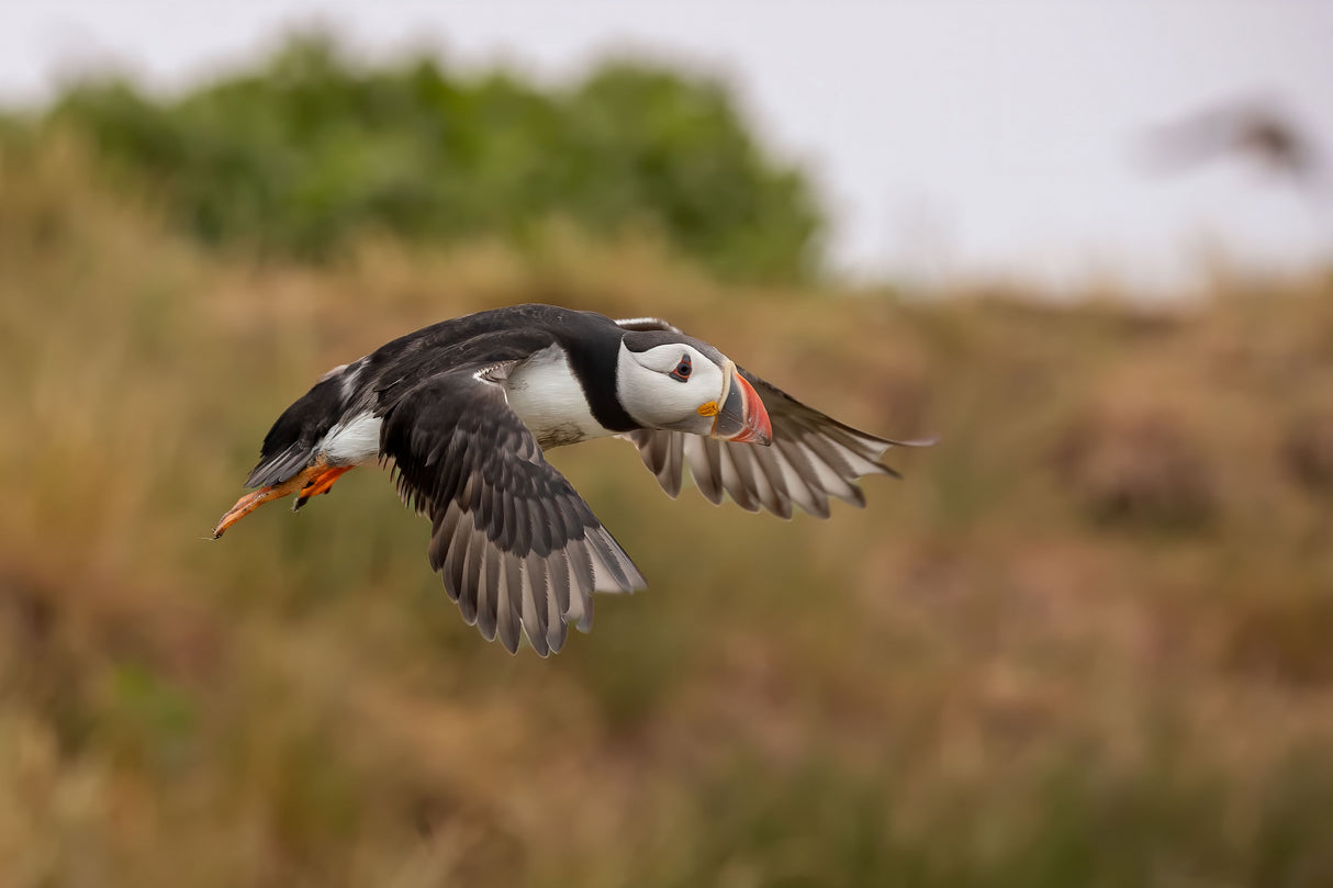 Puffin Poster och Canvastavla