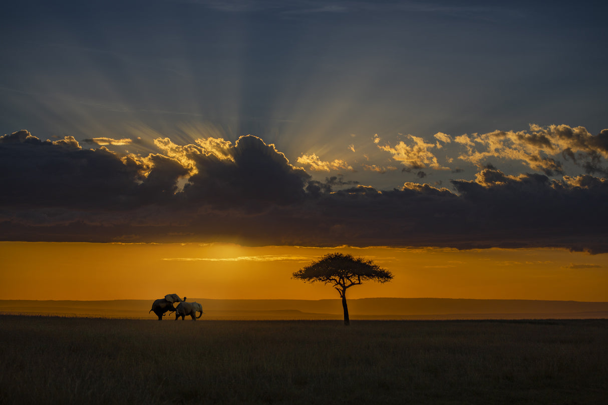 Sunset in Masai Mara Poster och Canvastavla