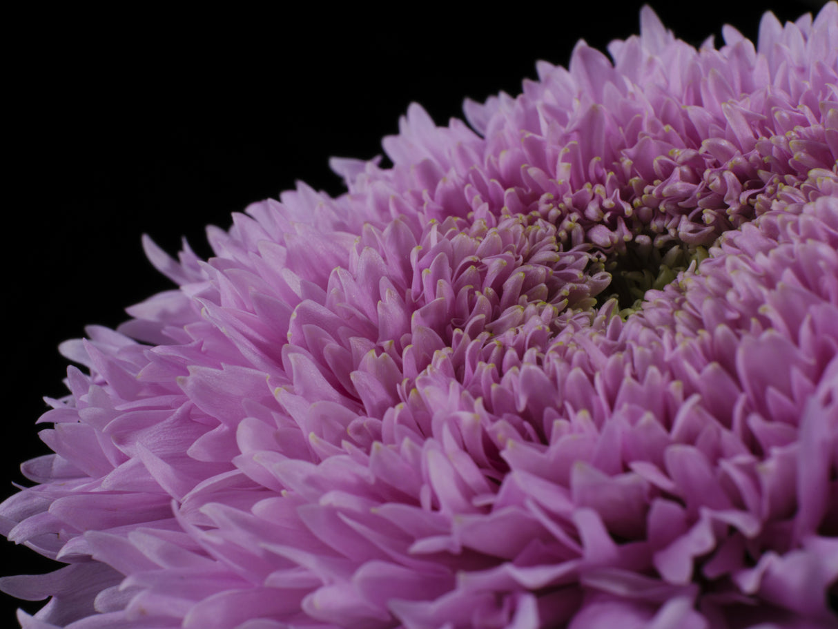 beautiful pink flower Poster och Canvastavla