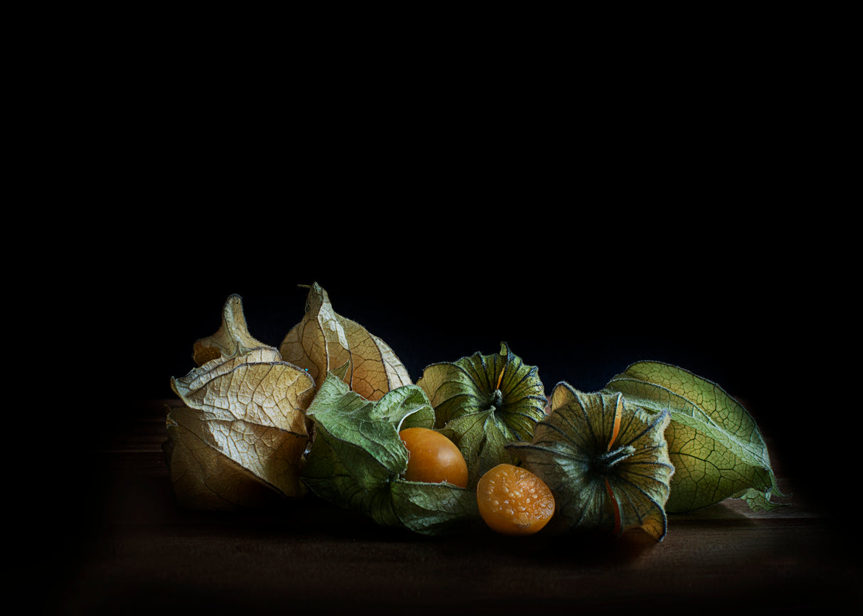 Physalis Poster och Canvastavla