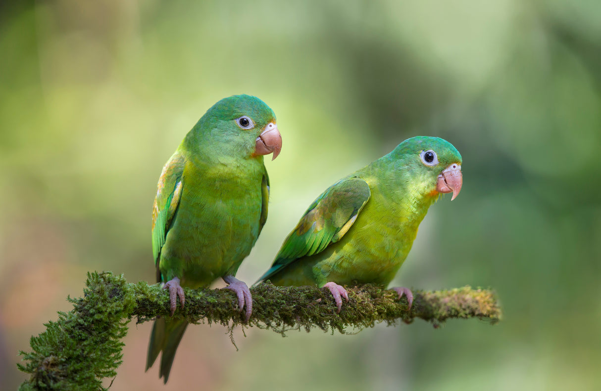 Pair o' Parakeets Poster och Canvastavla