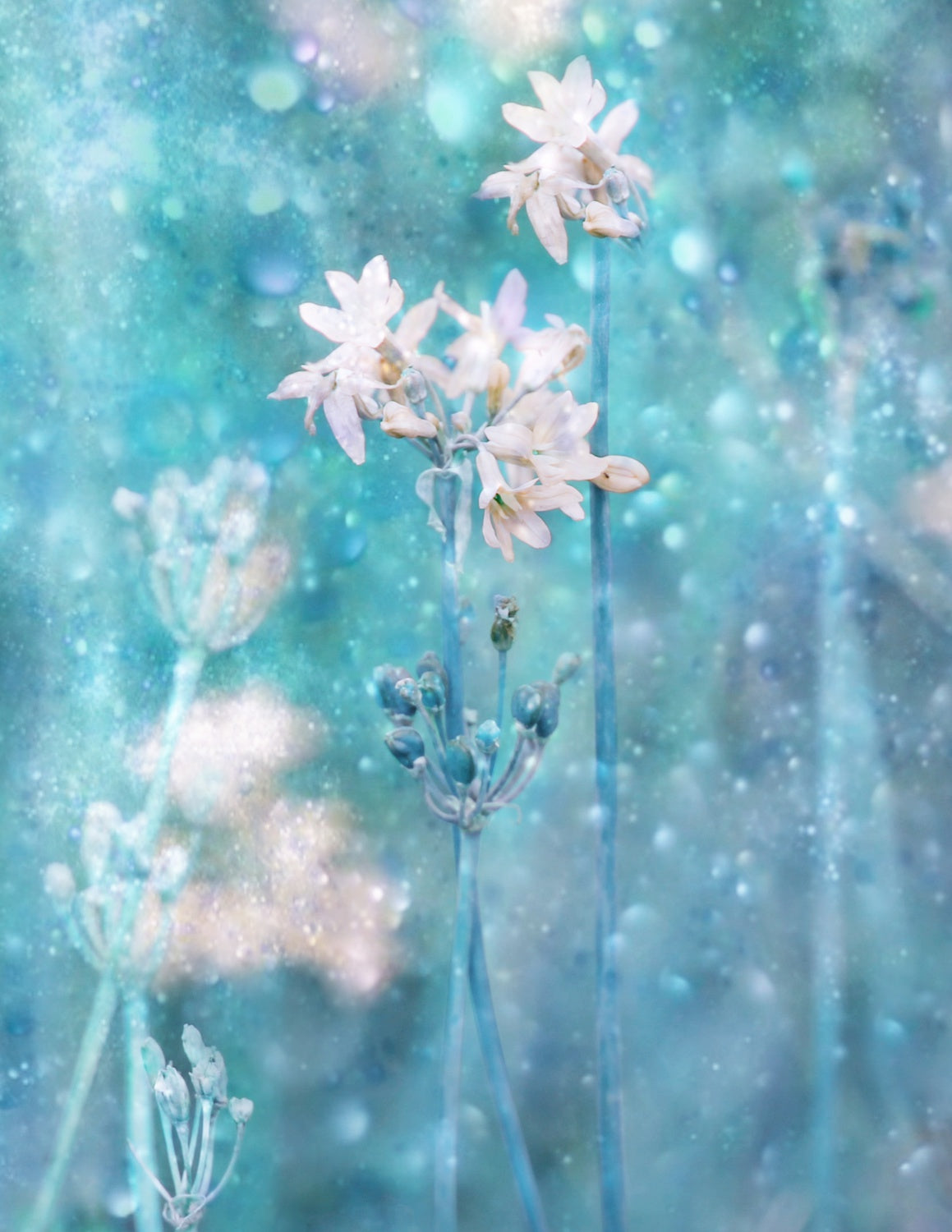 The Complex Magic of Nature Poster och Canvastavla