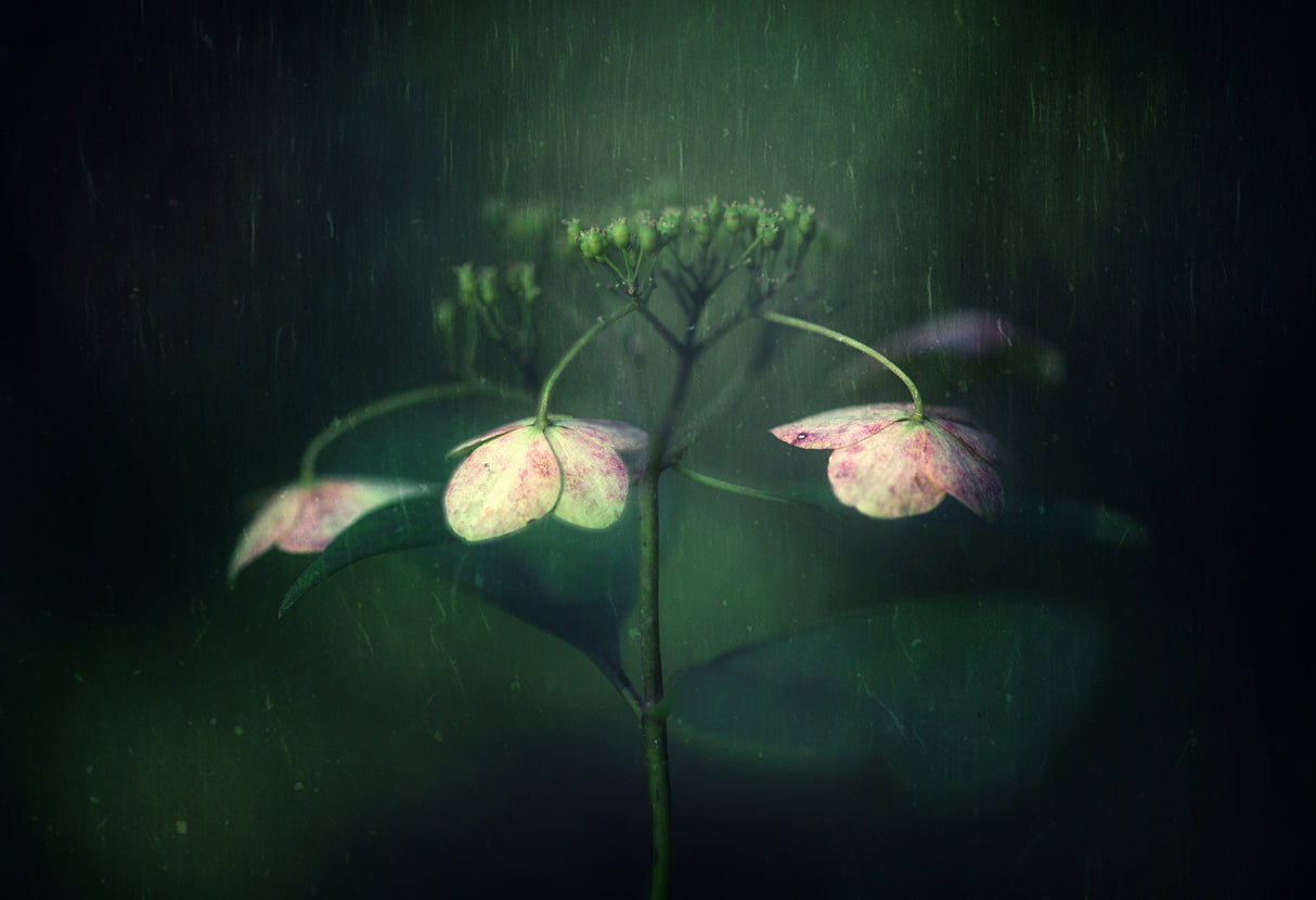 Withe hydrangea Poster och Canvastavla