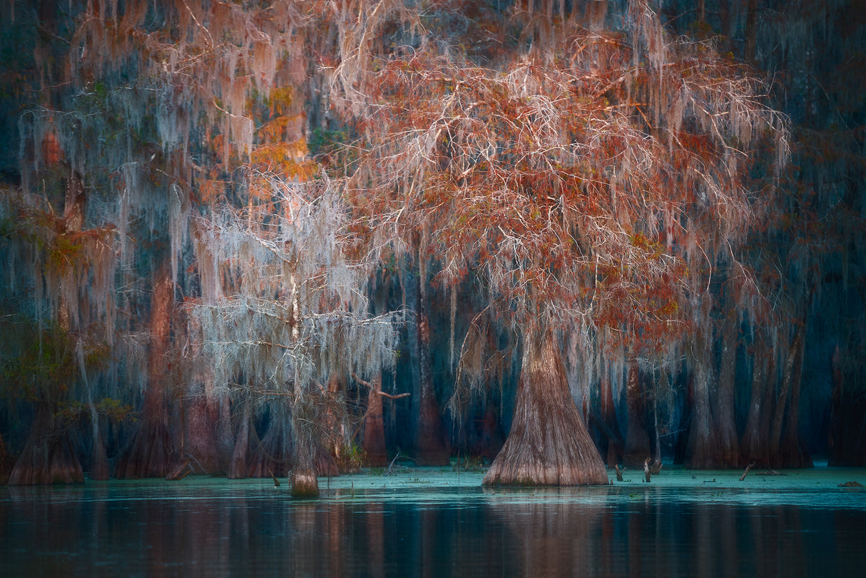 Louisiana Poster och Canvastavla