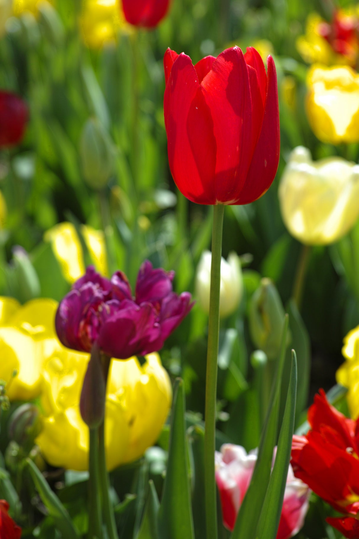 colorful tulips Poster och Canvastavla
