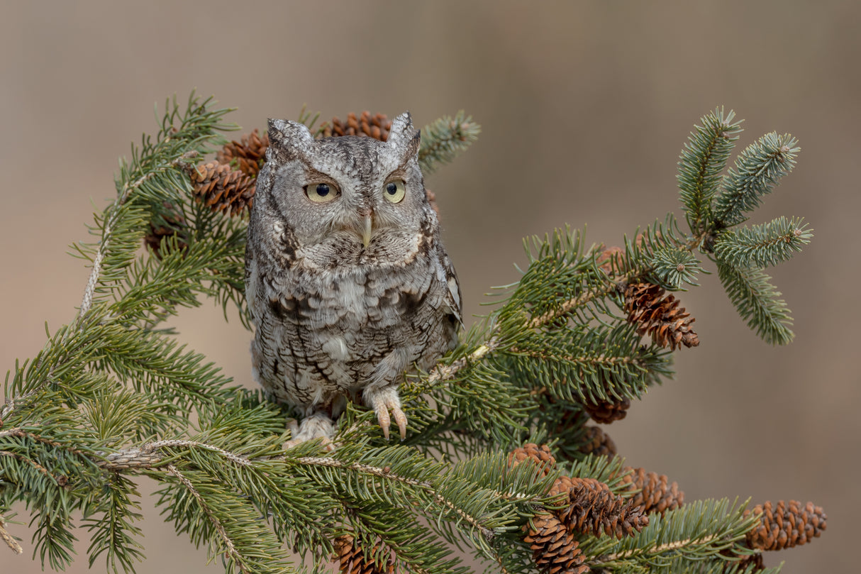 Eastern Screech Owl (Grey Morph) Poster och Canvastavla