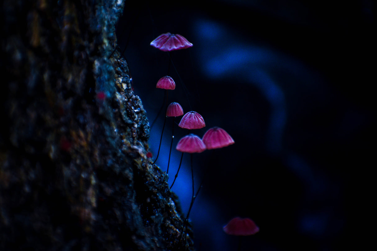 Mushrooms Poster och Canvastavla