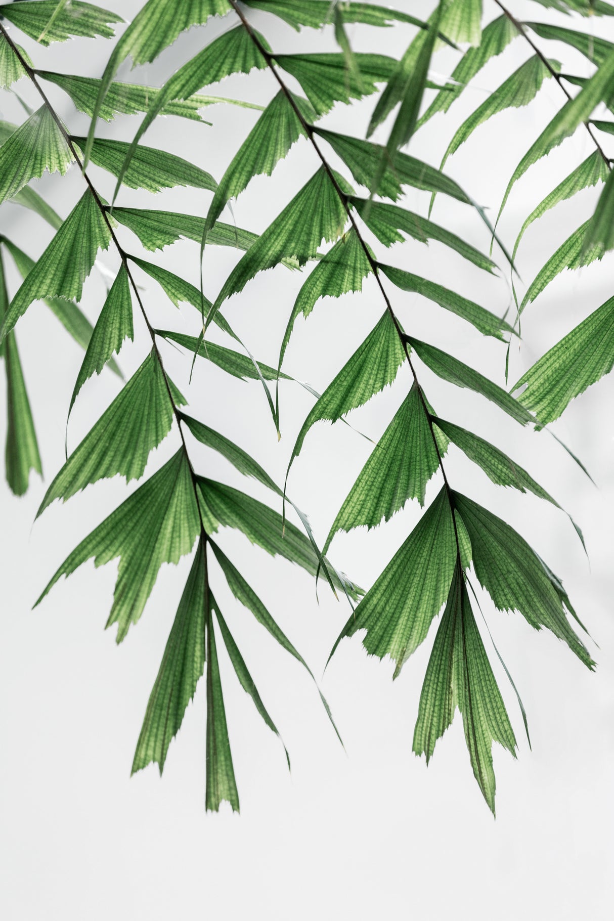 Summer Branches 3 Poster och Canvastavla