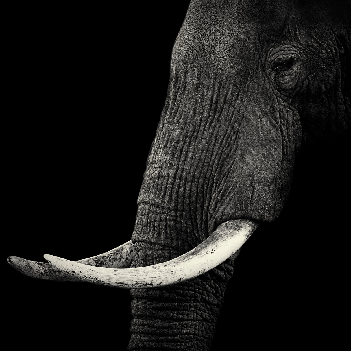 Elephant profile Poster och Canvastavla
