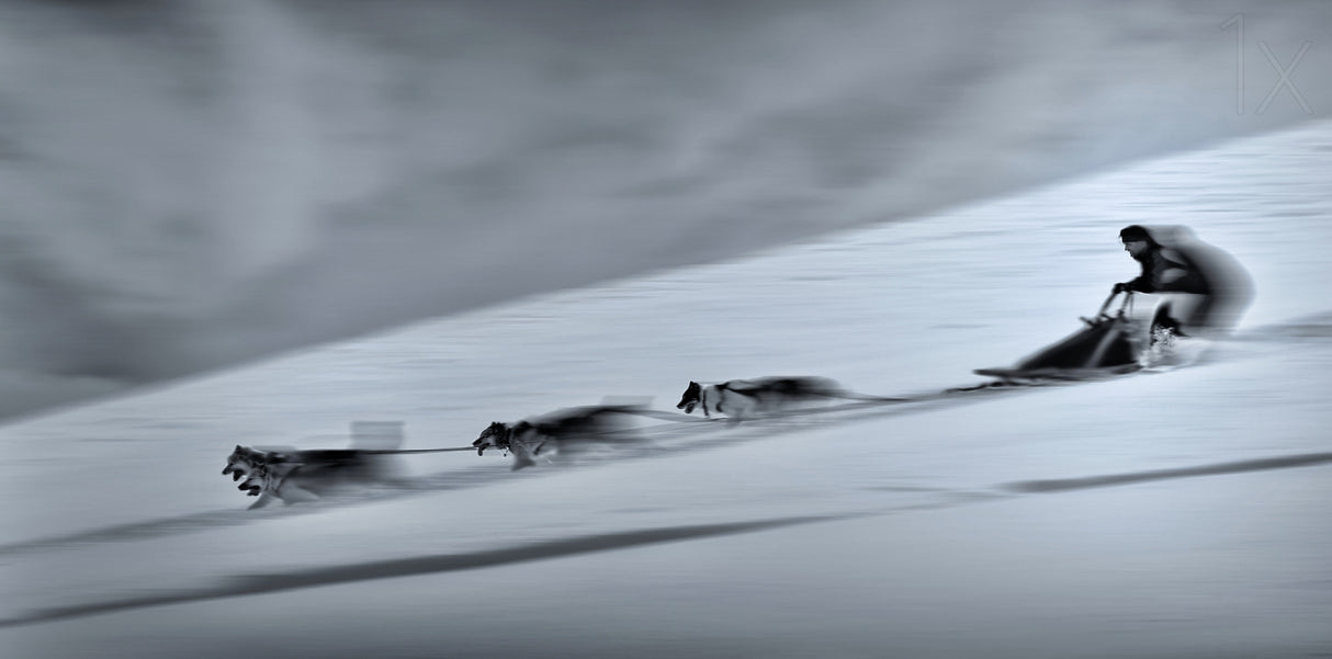 Mushing Poster och Canvastavla