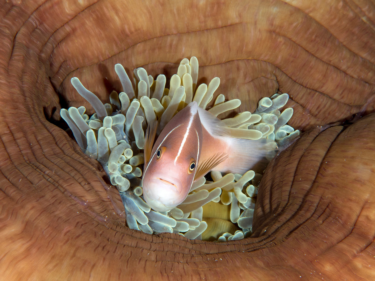Skunk Anemonefish Poster och Canvastavla