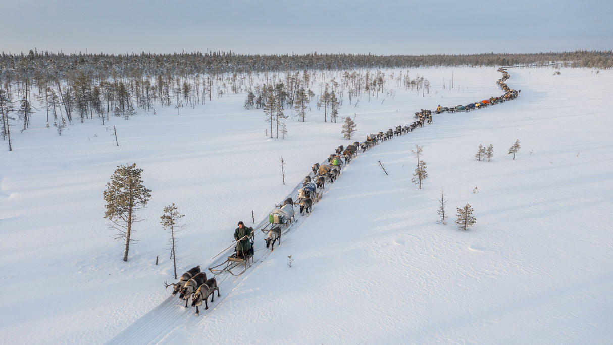 Nenets caravan on the move I Poster och Canvastavla
