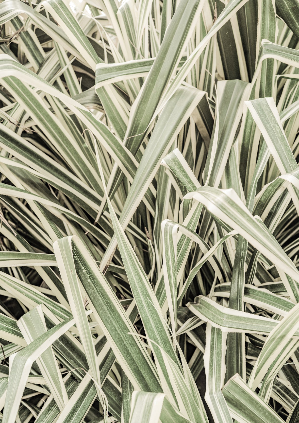 Jazzy Jungle Poster och Canvastavla