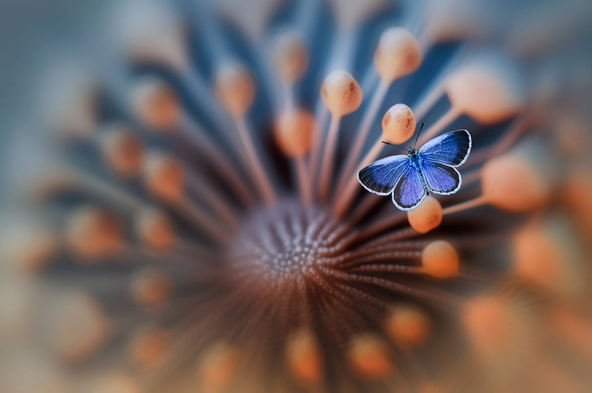 Blue Butterfly Poster och Canvastavla