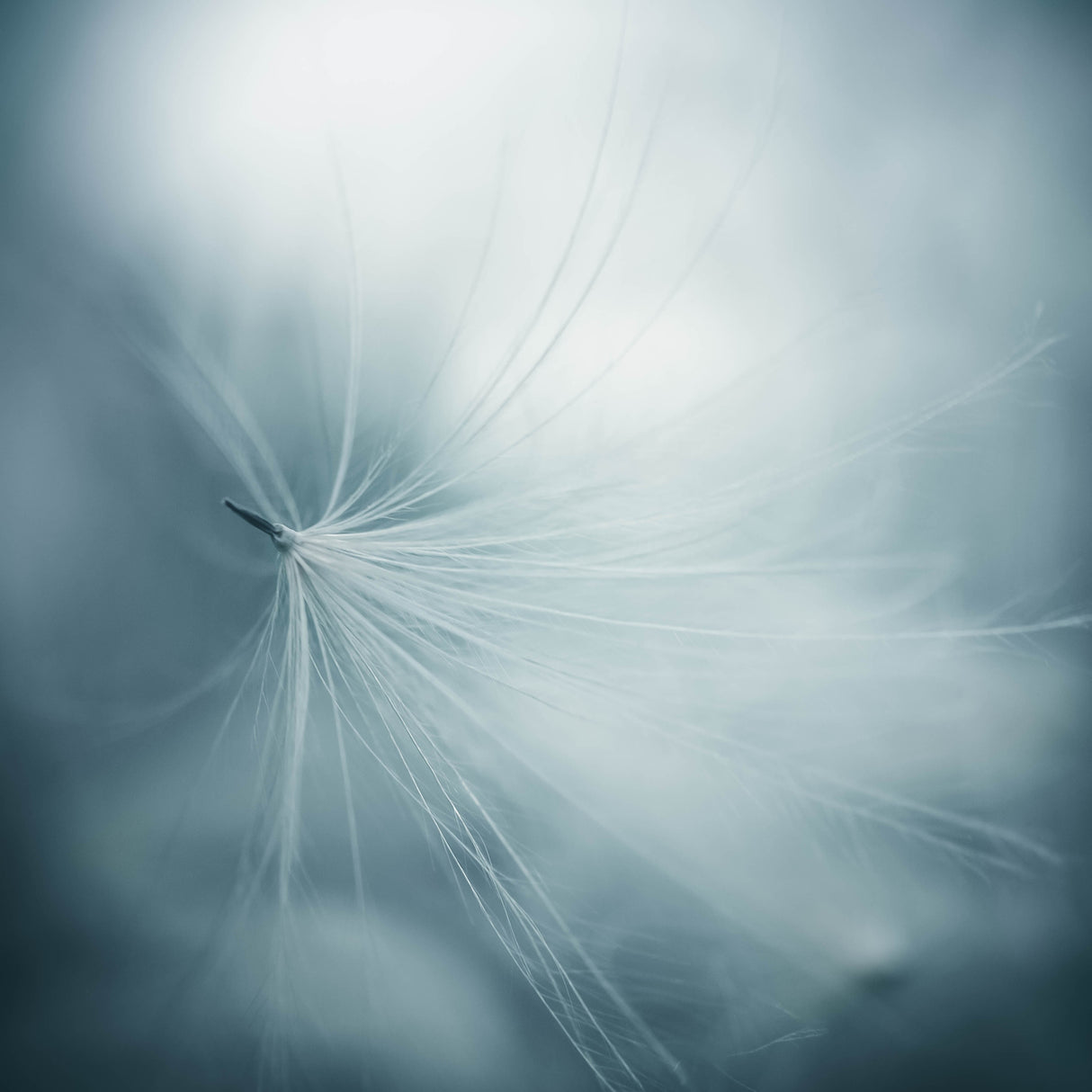 lightness Poster och Canvastavla