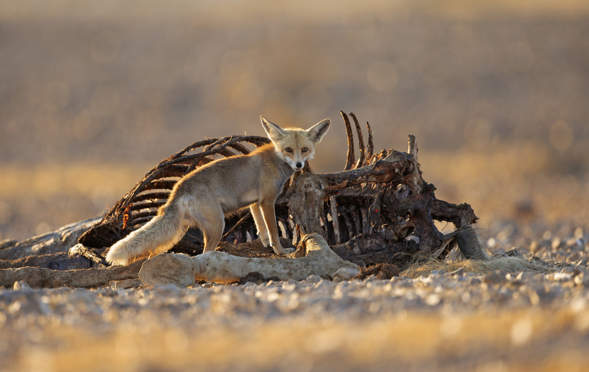 Desert Fox and a Carcass Poster och Canvastavla