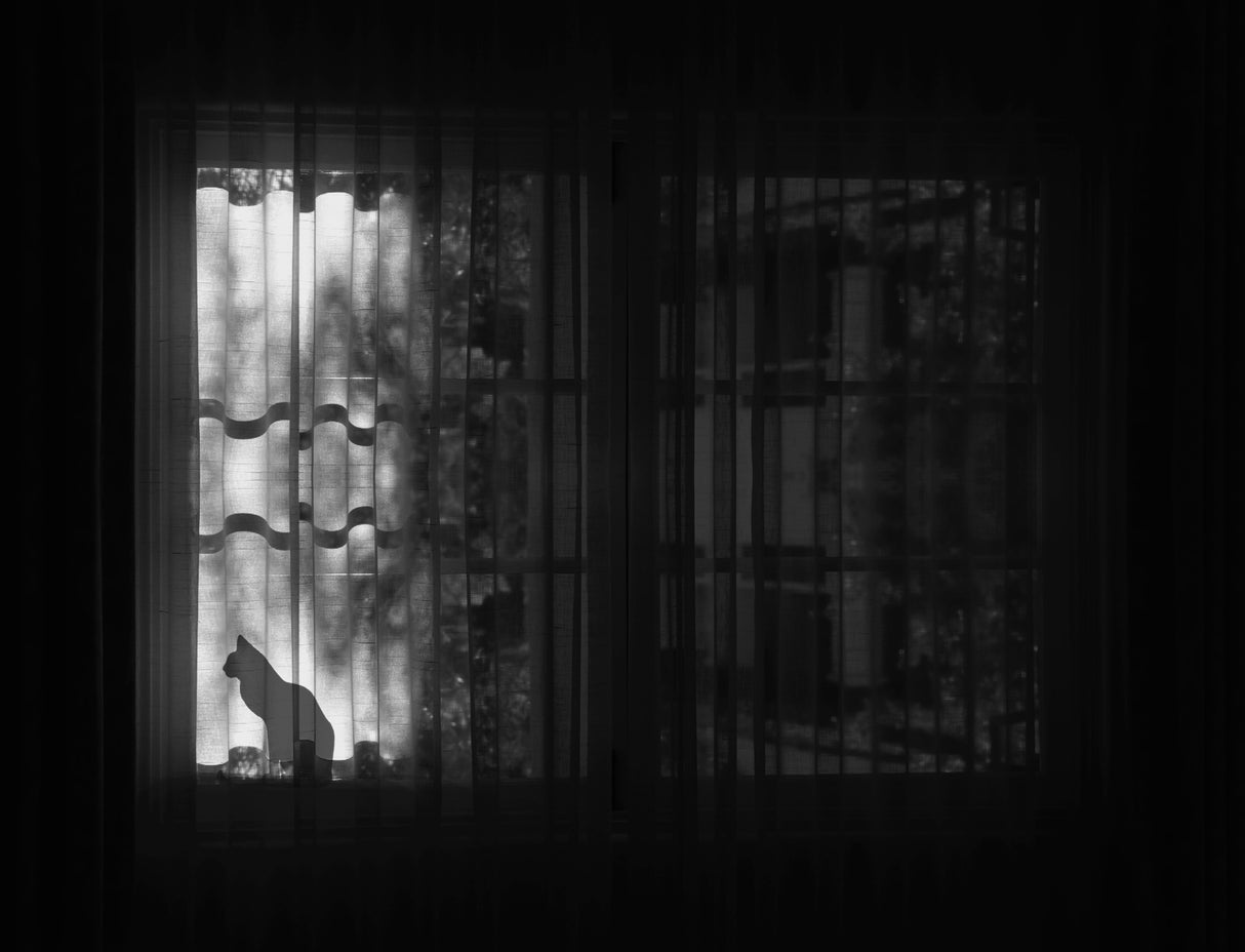 The cat Poster och Canvastavla